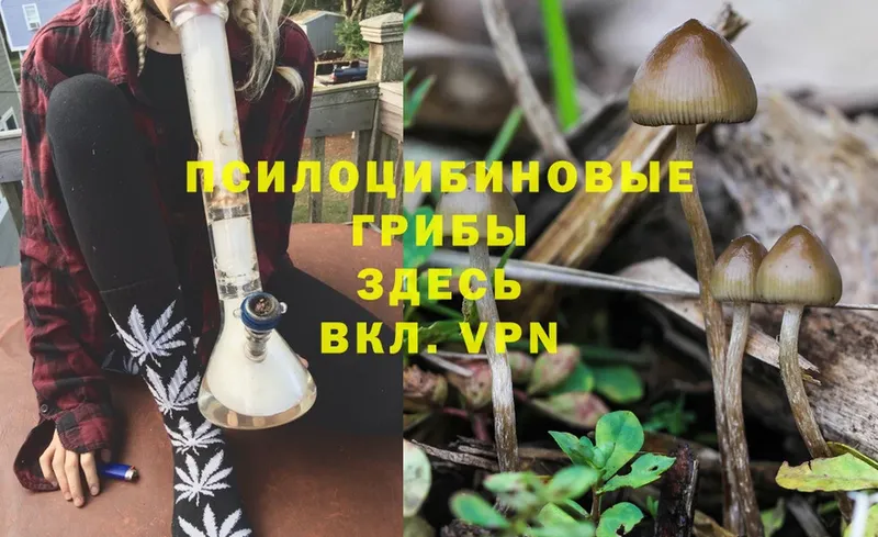 где найти   Биробиджан  Галлюциногенные грибы Psilocybine cubensis 